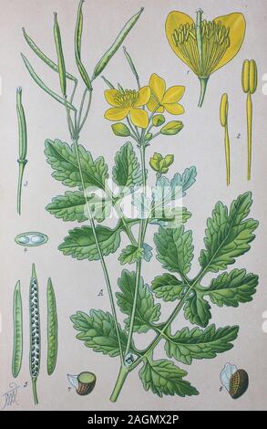 Digital improved high quality reproduction: Chelidonium majus, commonly known as greater celandine, nipplewort, swallowwort, or tetterwort, which also refers to Sanguinaria canadensis, is a herbaceous perennial plant, one of two species in the genus Chelidonium  /  Schöllkraut, Pflanzenart aus der Gattung Chelidonium der Familie der Mohngewächse Stock Photo
