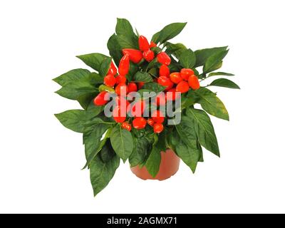 Red cayenne pepper plant i a pot isolated on white background Stock Photo