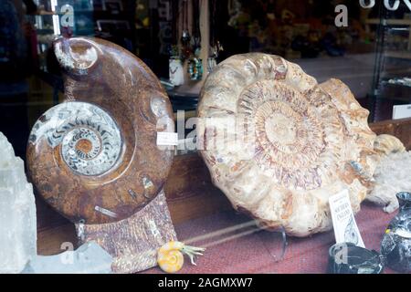 Giant ammonite fossils in a shop window in Lyme Regis on the Jurassic Coast, Dorset, England, UK Stock Photo