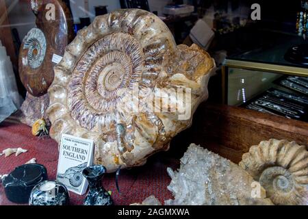 Giant ammonite fossils in a shop window in Lyme Regis on the Jurassic Coast, Dorset, England, UK Stock Photo