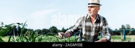 panoramic shot of senior man sitting near corn field Stock Photo
