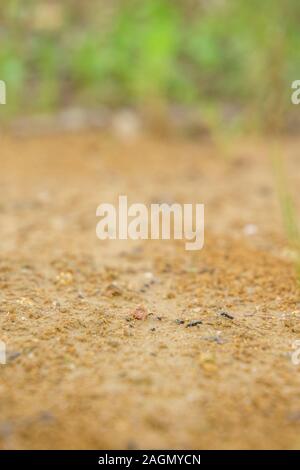 A small ant farm in the middle of a dirt track, in Sicily. Stock Photo