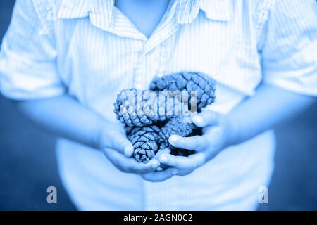 Closeup macro of child boy hands holding bunch of pine cones. Toned with color of year classic blue shades. Monochrome image photo of person in nature Stock Photo