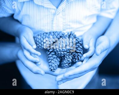 Closeup of child mother parent hands holding a bunch of pine cones together. Toned with classic blue color. Monochrome photo of people in nature Stock Photo