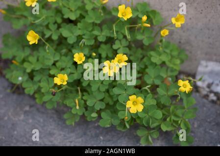 yellow flowers of Oxalis dillenii plants Stock Photo