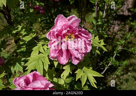 Paeonia suffruticosa shrub in bloom Stock Photo