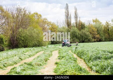 The grass is mowed before it is picked up with the forager, the grass dries out, Forage harvesting is picking the grass off the ground from the rows Stock Photo