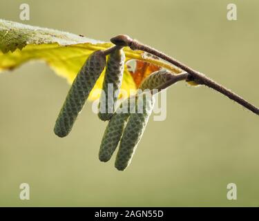Hazel catkins (Corylus avellana) in November. Tipperary, Ireland Stock Photo