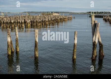 Old pylons still remain in Portland Harbor, Portland, Maine. The steamship authority makes runs between Nova Scotia daily. These remain in the harbor. Stock Photo