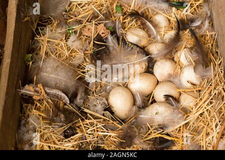 Close up several white eggs of peacock with grey feather lying on ground in zoo Stock Photo