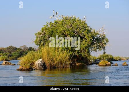 Colony of White-breasted Cormorants (Phalacrocorax lucidus) perched in treetop on Chobe River in Chobe National Park, Botswana, Southern Africa Stock Photo