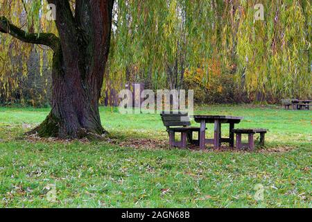 Wooden benches and a wooden table under a weeping willow for picknick Stock Photo