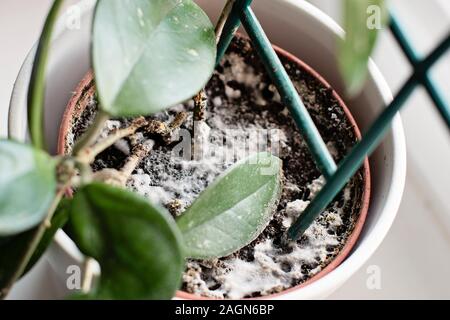 Mould growing on a soil in the flower pot with the house plant. Young hoya plant in humid environment. Fungus disease. Stock Photo