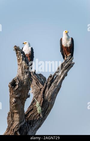 Pair of African fish eagles (Haliaeetus vocifer) perched on tree stump on riverbank of Chobe River in Chobe National Park, Botswana, Southern Africa Stock Photo