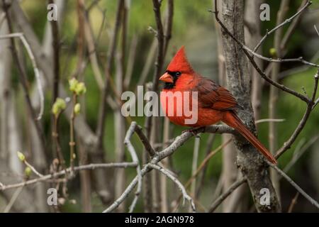 Male Northern Cardinal On Branch Stock Photo