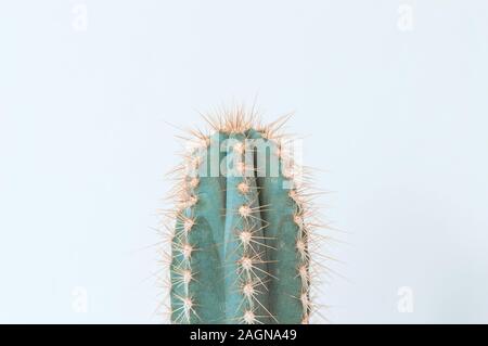Minimalistic cactus close up on toned light background Stock Photo