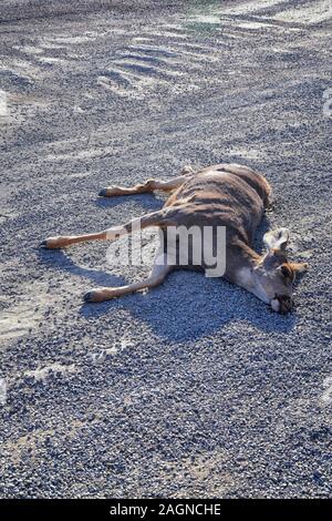 Dead White-tailed or mule doe deer hit by a car or truck lying killed on the roadside, sad roadkill in the Rocky Mountains of Utah. USA. Stock Photo