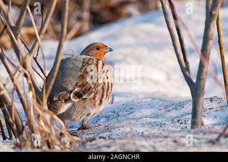 Gray Partridge in winter Stock Photo