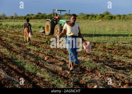 ZAMBIA, Mazabuka, medium scale farmer practise conservation farming, ripping furrows with John deere Tractor to sow cotton seeds, ripping protects the soil instead of ploughing, women sowing cotton Stock Photo