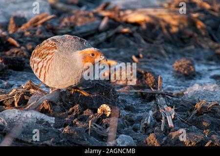 Gray Partridge in winter Stock Photo