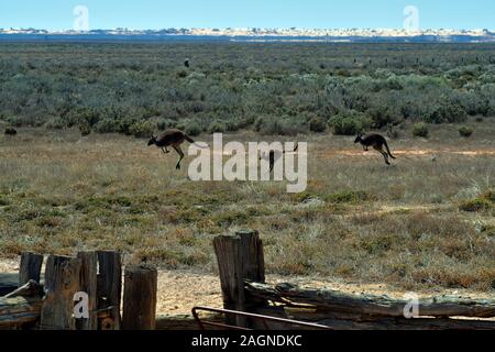 Australia, kangaroos on Mungo national park Stock Photo