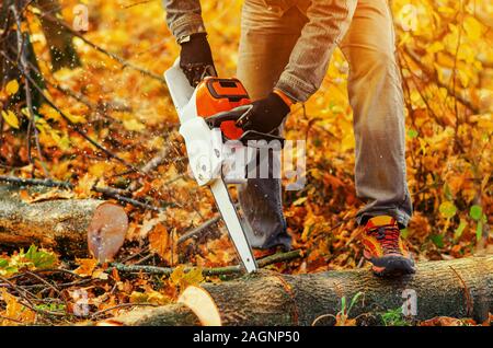 Close up of lumberjack cutting old wood with chainsaw. Stock Photo