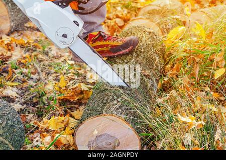 Lumberjack saws a tree with chainsaw in forest. Stock Photo