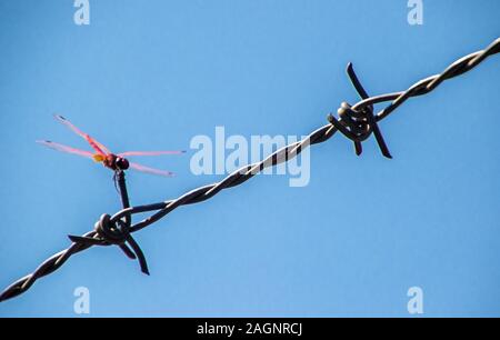A beautiful Red Dragonfly sitting on a strip of barbed wire Stock Photo ...