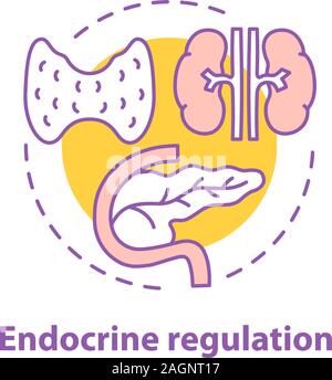 Endocrine regulation concept icon. Endocrinology idea thin line illustration. Healthcare. Thyroid gland, pancreas. Vector isolated outline drawing Stock Vector