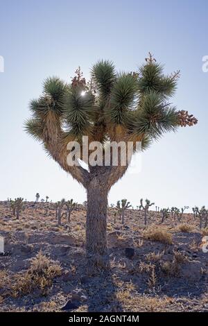 joshua tree with sun star shining behind spiky branches Stock Photo