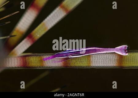 Whitestripe urchin shrimp (Stegopontonia commensalis) from Ambon, Indonesia Stock Photo