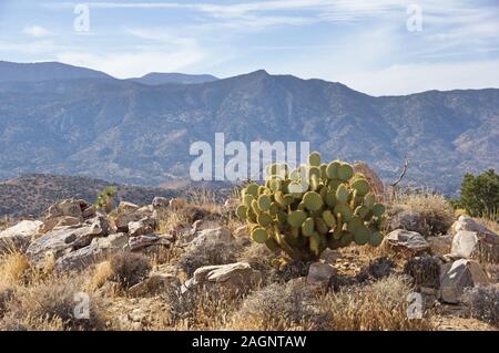prickly pear cactus on a rocky desert ridge Stock Photo