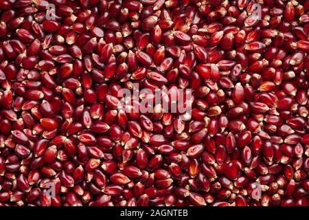 unpopped ruby red popcorn kernels background image Stock Photo