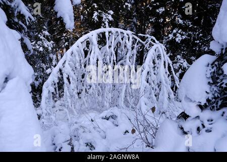snowy spruce forest landscape in tonya trabzon turkey Stock Photo