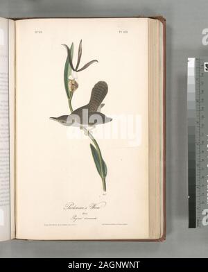 Troglodytes Parkmanii.; Parkman's Wren. Male. (Pogonia divaricata.) Stock Photo