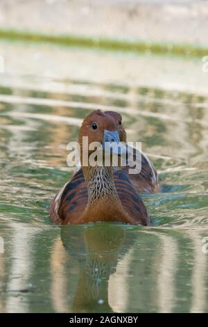 F ulvous whistling duck or fulvous tree duck (Dendrocygna bicolor) swimming in a pond close up. Stock Photo