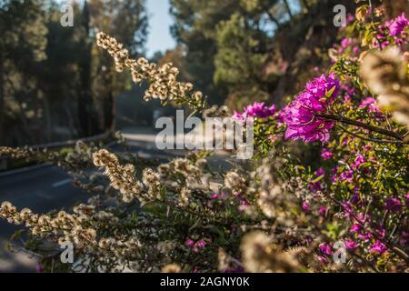 Street train in Spain on a sunny day. Purple flowers by the roadside with dry flowers from a bush in the background. Asphalt color track in the bokeh Stock Photo