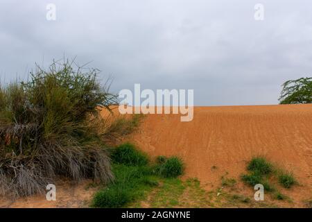Desert storm clouds contrasted with bold burnt orange colored sand and highlighted green flora and fauna after a storm on the sand dunes. Stock Photo