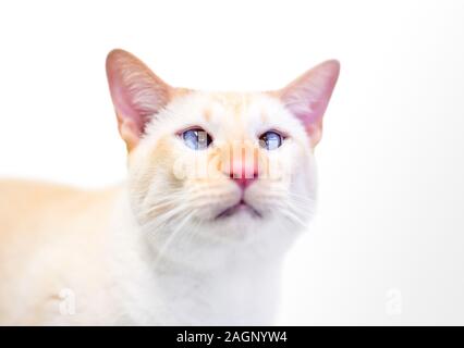 A cross-eyed Siamese cat with flame point markings Stock Photo