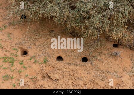The hole in the sand dunes of the United Arab Emirates of a nocturnal lizard or rodent. Not to be found in the daytime. Stock Photo