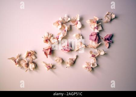 dried phalaenopsis petals, abstractly laid out dry orchid flowers for a festive romantic design in light pink for a wedding, Valentine's Day, top view Stock Photo