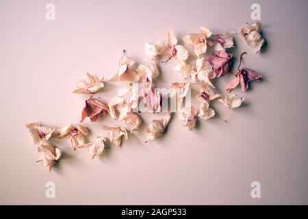 abstractly laid out dry orchid flowers for a festive romantic design in light pink for a wedding, Valentine's Day, dried phalaenopsis petals Stock Photo