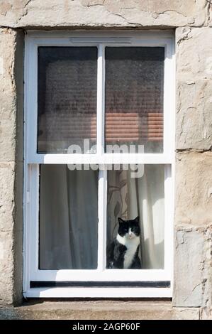 An unimpressed black & white cat looking out of a house window on a sunny day. Stock Photo