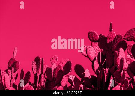 Pink cacti on a pink background. Processing in the style of pop art. Stock Photo