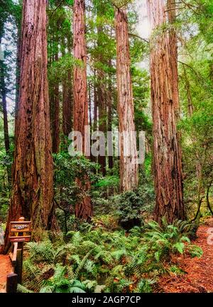 Cathedral Grove in Muir Woods Stock Photo