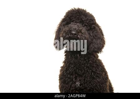 Portrait of a black labradoodle dog looking at the camera isolated on a white background Stock Photo