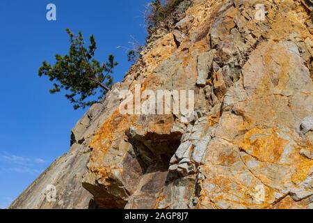 A pine tree growing on a steep wall of rock in Sengamnon, Japan