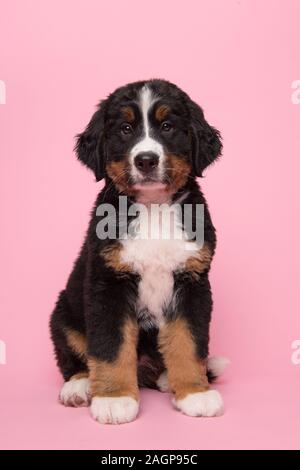 Cute Bernese Mountain dog sitting on a pink background Stock Photo