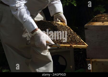 Beekeeper Holding Frame from A Beehive With Honey Bees Queen cell on edge of frame Surrey England Stock Photo
