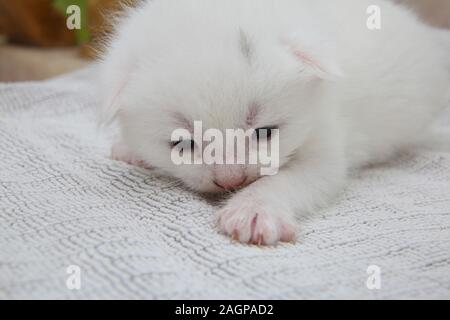 Two Week Old White Kitten with Grey Markings on head Part Turkish Angora Stock Photo